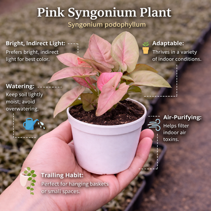 Pink Syngonium Plant