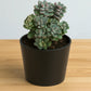 Graptopetalum Amenthesium - Pink Moonstone