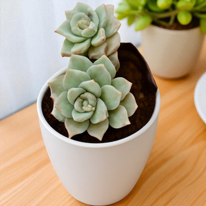 Graptoveria Titubans (Blue Lotus) Bare Rooted