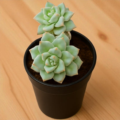 Graptoveria Titubans (Blue Lotus) Bare Rooted