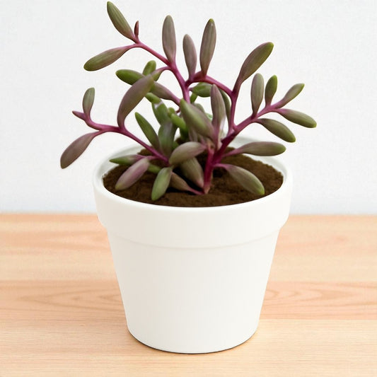 Othonna capensis-Ruby Necklace (Bare Rooted)