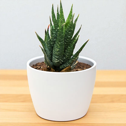 Hawothiopsis Zebra (Bare Rooted)