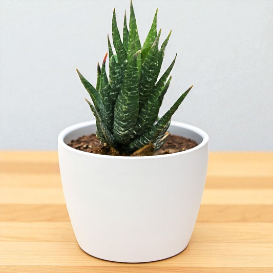 Hawothiopsis Zebra (Bare Rooted)