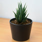 Hawothiopsis Zebra (Bare Rooted)