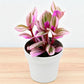 TRADESCANTIA NANOUK PINK (Bare Rooted)