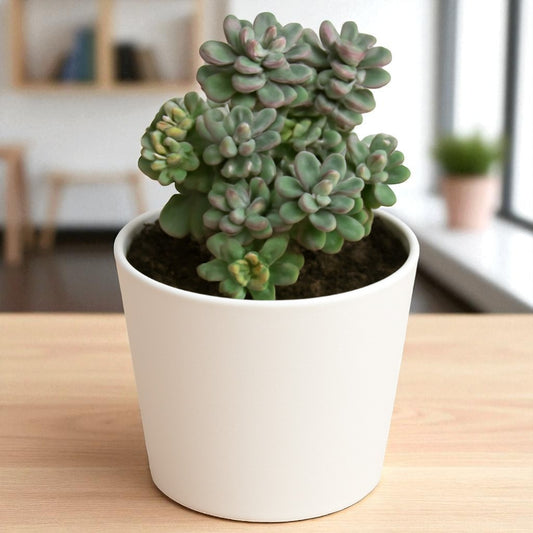 Graptopetalum Amenthesium - Pink Moonstone