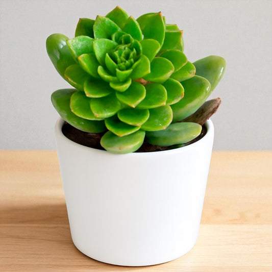 Sedeveria letizia