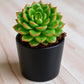 Sedeveria letizia
