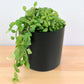 Senecio citriformisis (String of tears) (Bare Rooted)