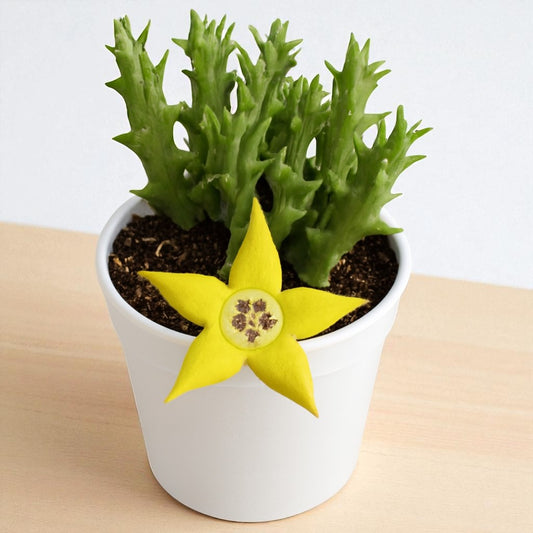 Orbea Semota Var Lutea (Bare Rooted)