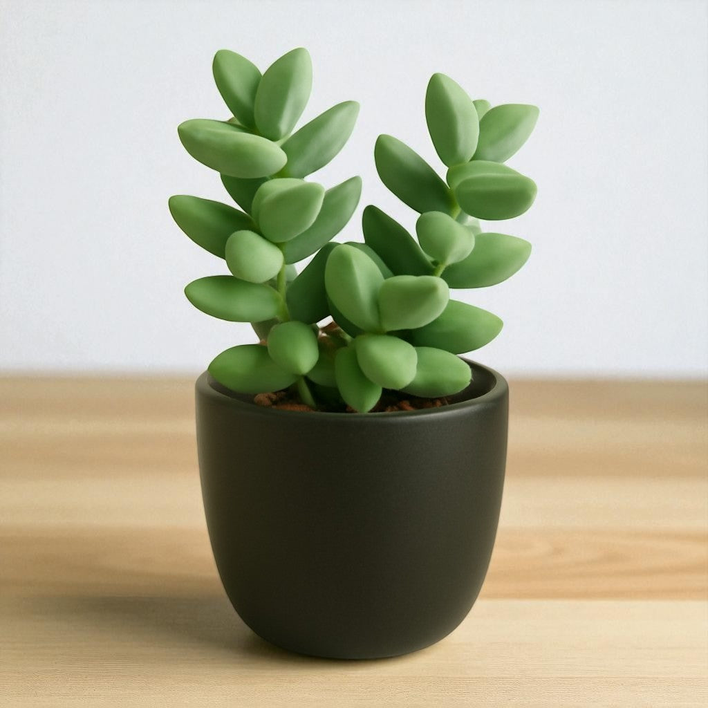 Corpuscularia Lehmannii (Bare Rooted)
