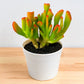 Crassula ovata 'Gollum' (Bare Rooted)