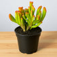 Crassula ovata 'Gollum' (Bare Rooted)
