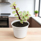 Yellow Elephant Bush (Portulacaria afra)