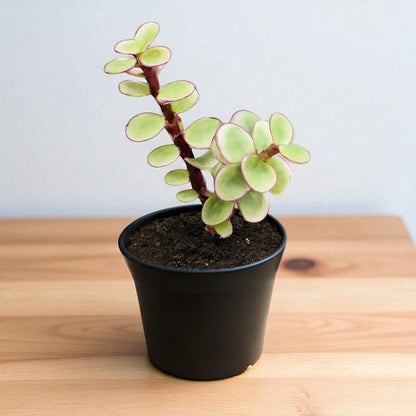 Yellow Elephant Bush (Portulacaria afra)