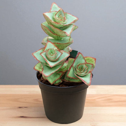 Crassula Perforata