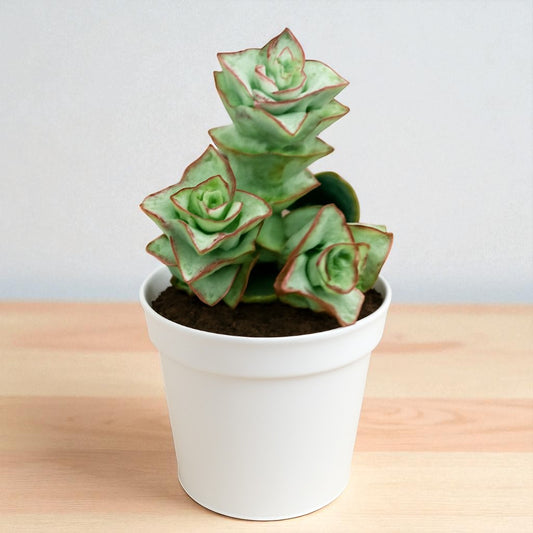 Crassula Perforata