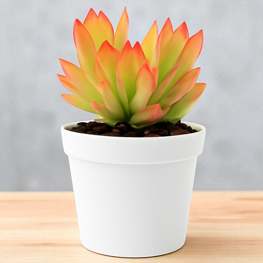 Crassula capitella (Bare Rooted)