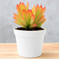 Crassula capitella (Bare Rooted)
