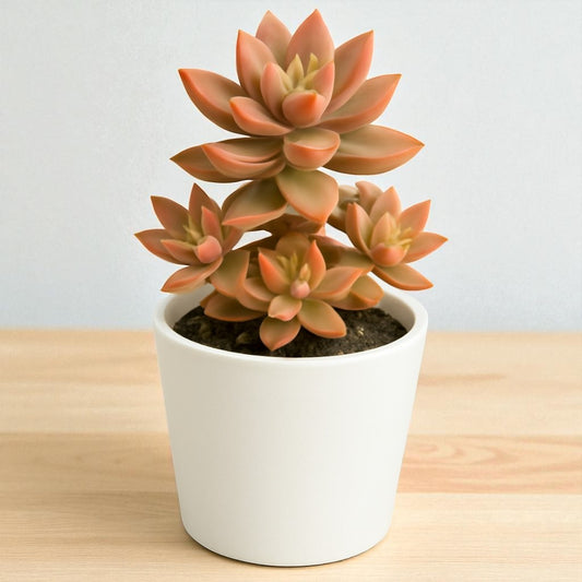 Graptosedum California Sunset (Bare Rooted )