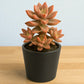 Graptosedum California Sunset (Bare Rooted )