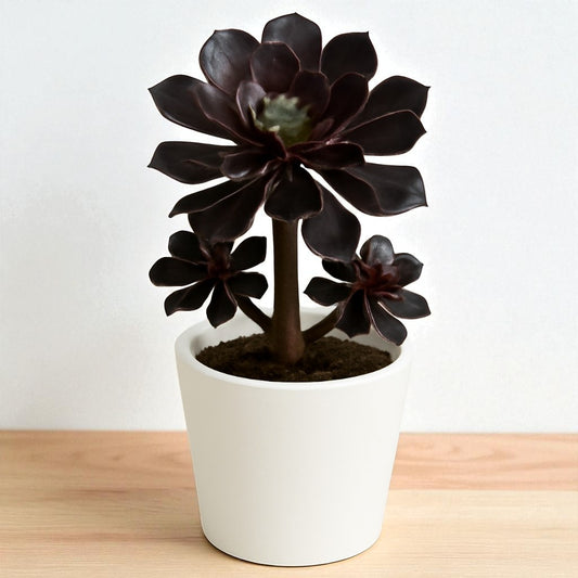 BLACK AEONIUM (Bare Rooted )