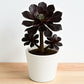 BLACK AEONIUM (Bare Rooted )
