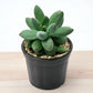 Pachyphytum compactum (Bare Rooted)