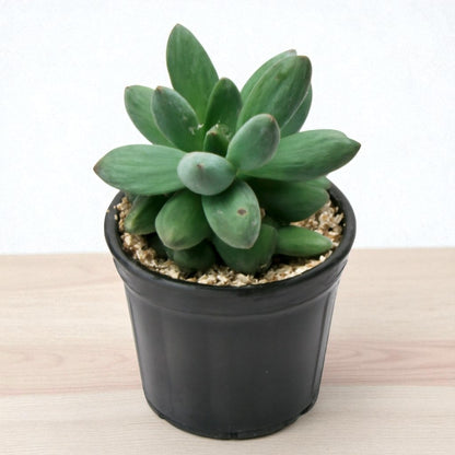 Pachyphytum compactum (Bare Rooted)