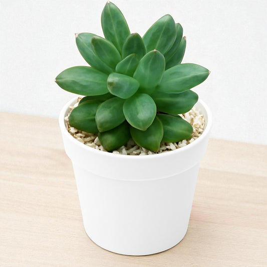 Pachyphytum compactum (Bare Rooted)
