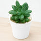 Pachyphytum compactum (Bare Rooted)
