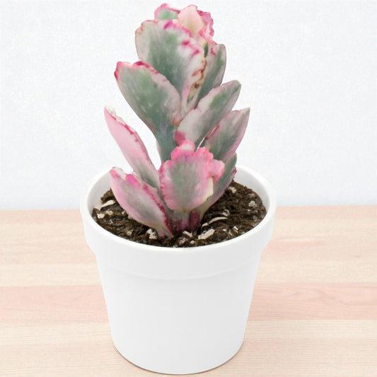 Kalanchoe Fetchschonki Variegata