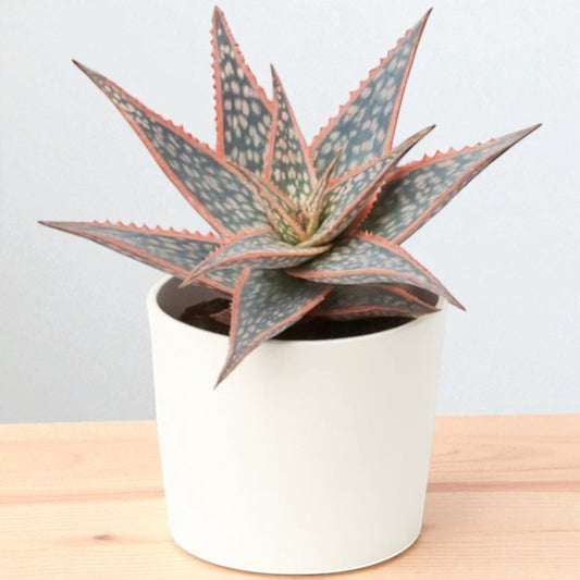 Christmas Carol Aloe (Bare Rooted)