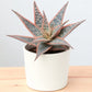 Christmas Carol Aloe (Bare Rooted)