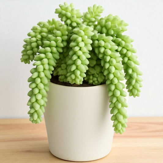 Burros Tail (Bare Rooted )