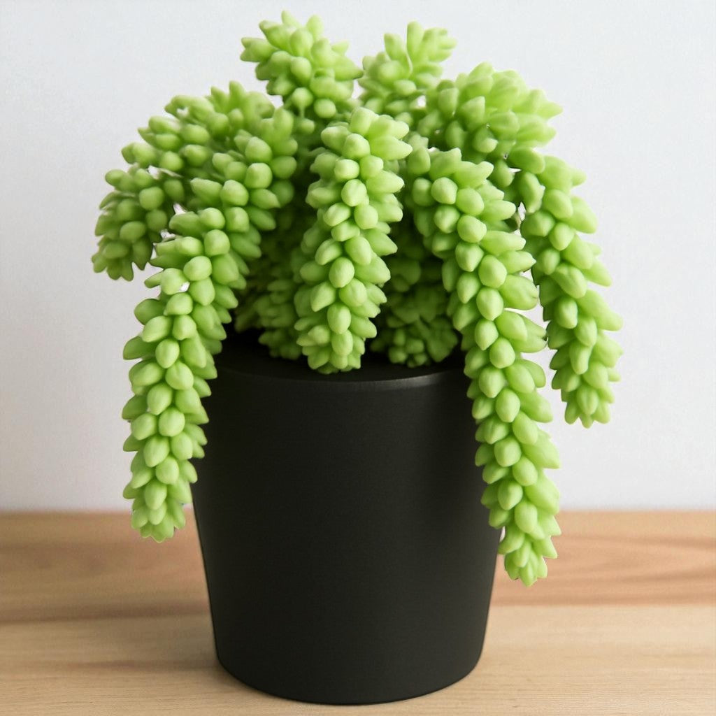 Burros Tail (Bare Rooted )