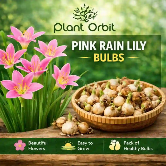 Pink Rain Bulb