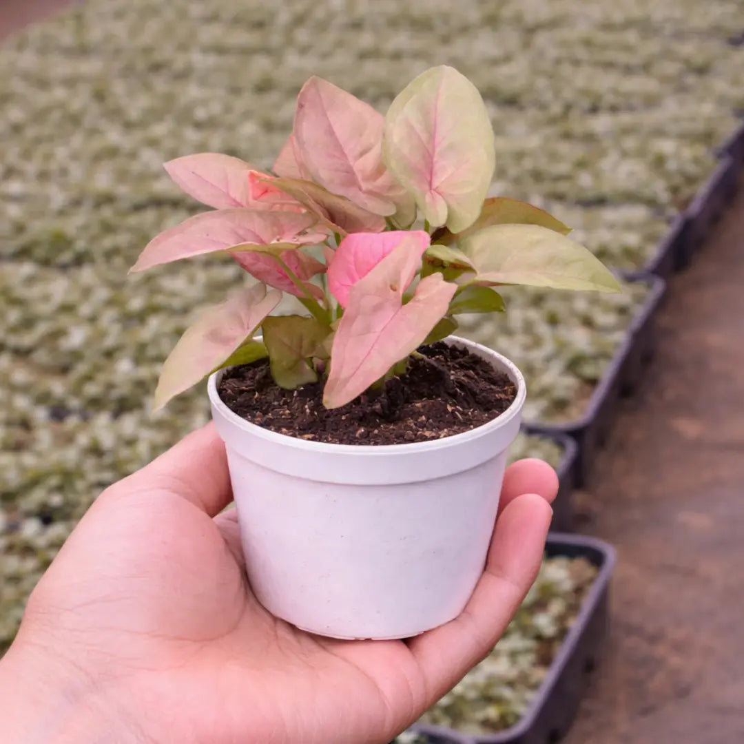 Pink Syngonium Plant with soft pink and pale green arrow-shaped leaves growing in a white pot