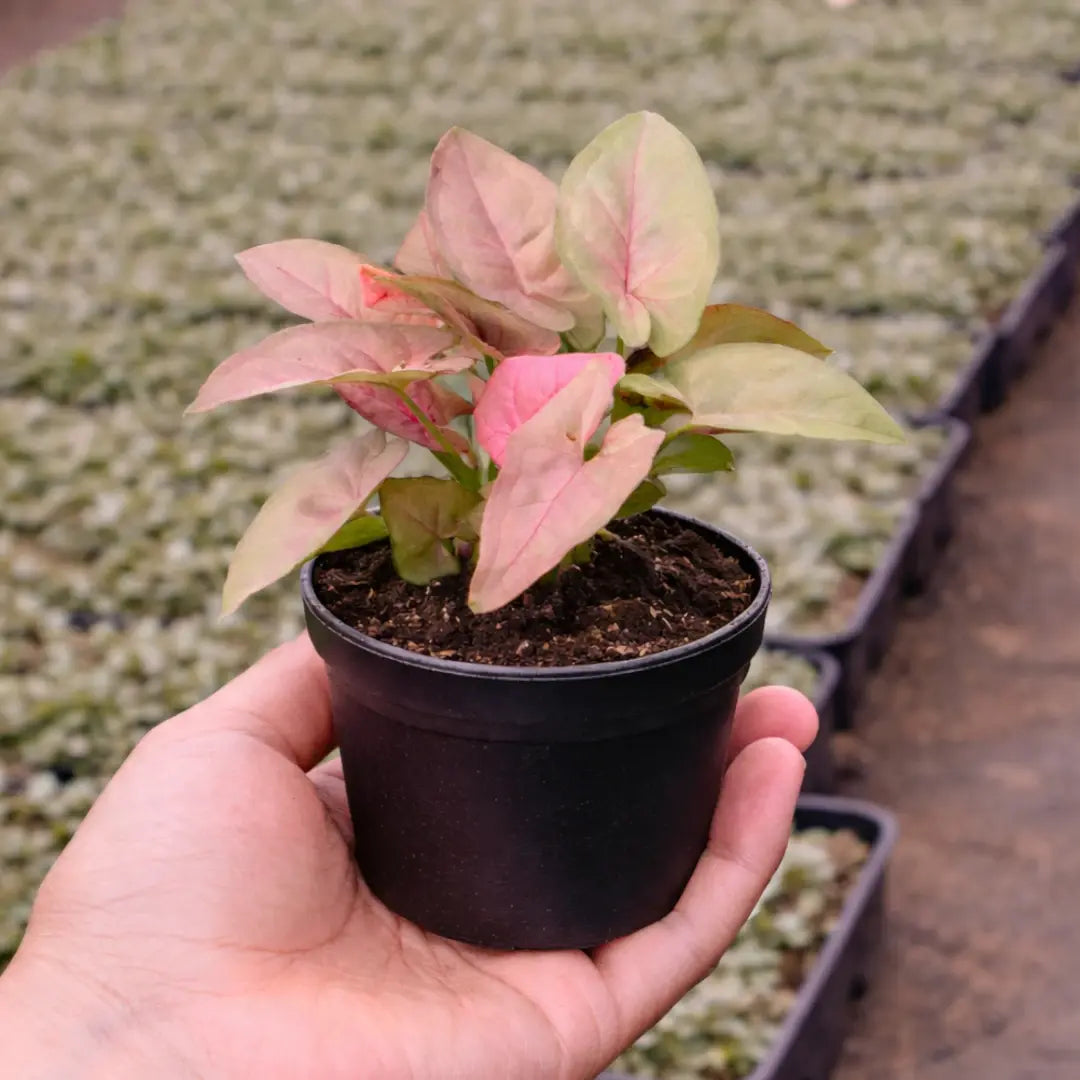 Pink Syngonium Plant