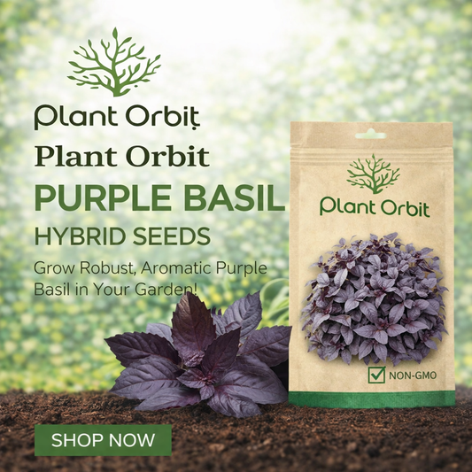 BASIL – PURPLE HYBRID SEEDS (40-50 seeds)