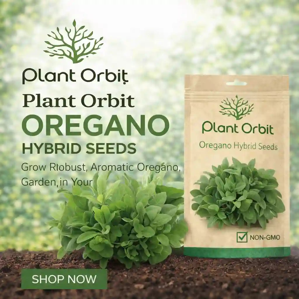 OREGANO HYBRID SEEDS (50 seeds)