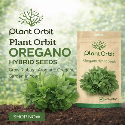OREGANO HYBRID SEEDS (50 seeds)