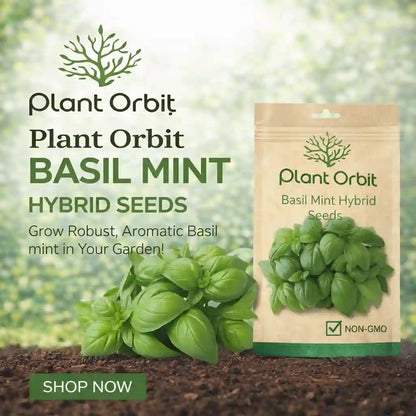 Basil-Mint Hybrid Seeds