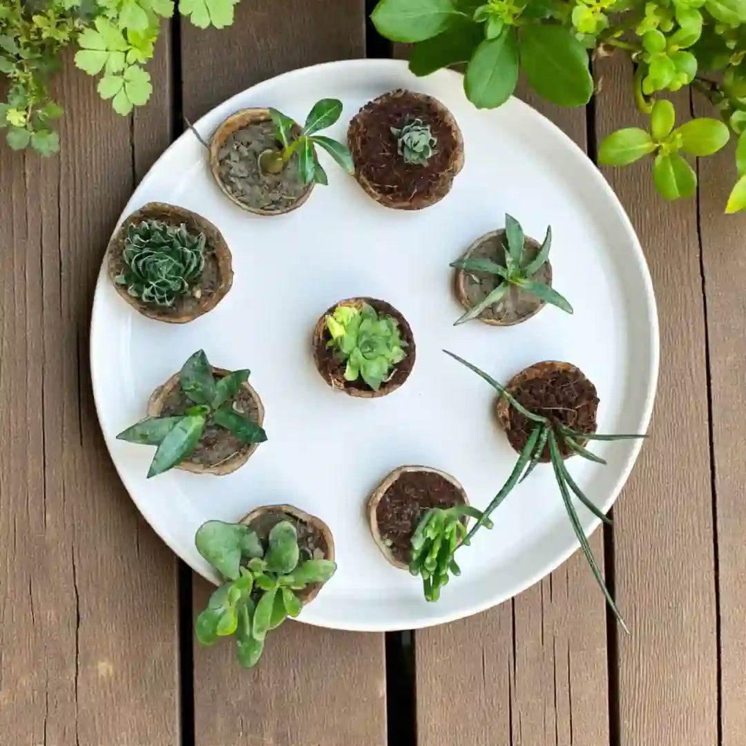Pocket Friendly Succulent Combo ( Bare-rooted ) – Set of 9 Live Succulent Plants by Plant Orbit