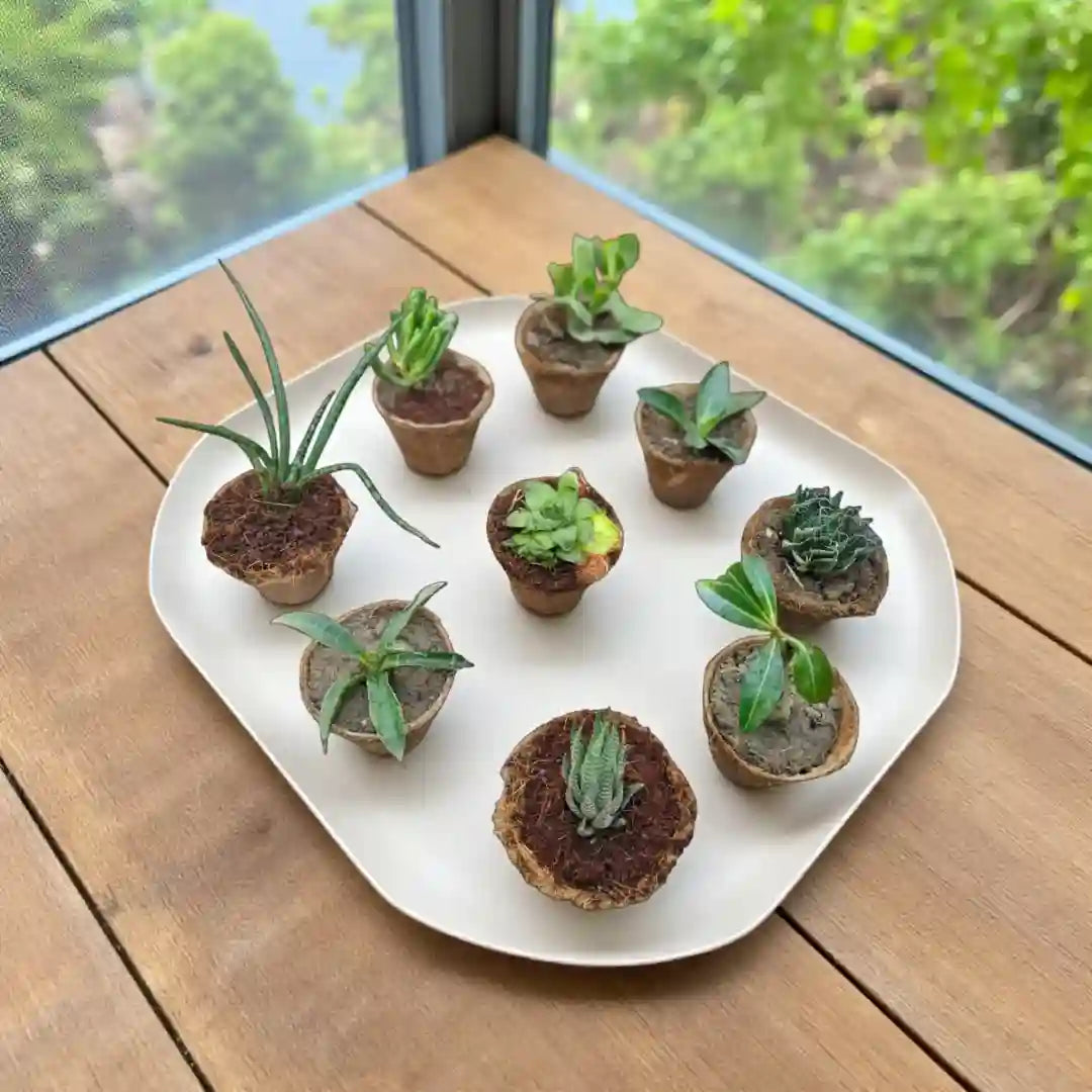 Set of 9 small live succulent plants in individual pots arranged on a white tray, displayed on a wooden table near a window for indoor décor.