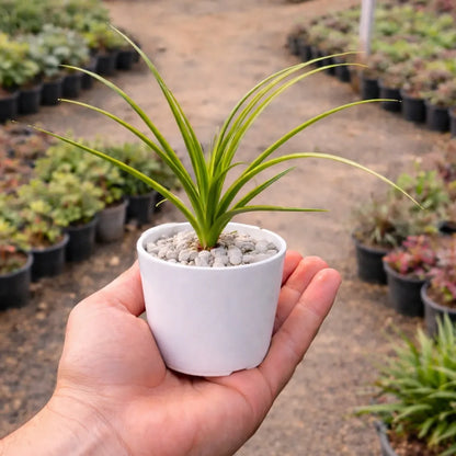 Ponytail Palm