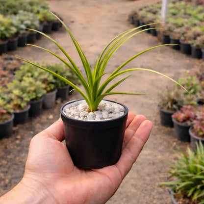 Ponytail Palm