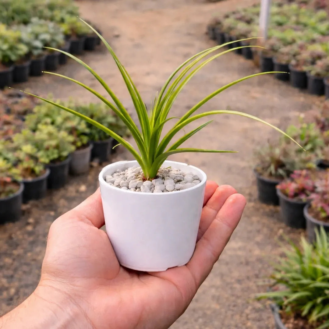 Ponytail Palm (Beaucarnea recurvata) with long, slender green leaves growing in a white pot