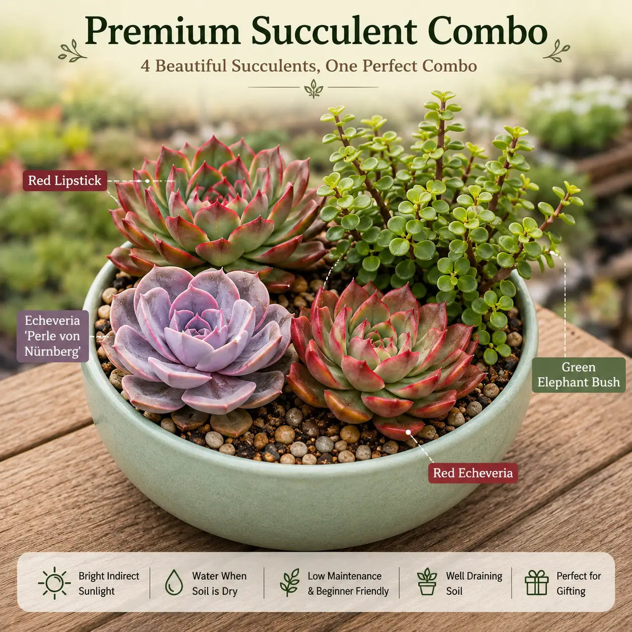 Premium Elegant Succulent Combo (Pack of 4)