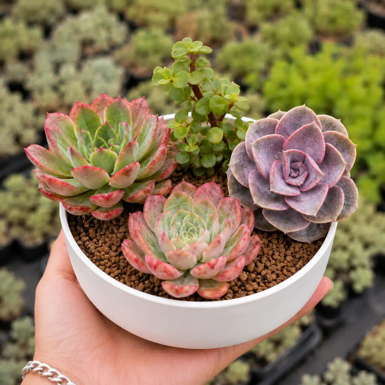 Premium Elegant Succulent Combo (Pack of 4)